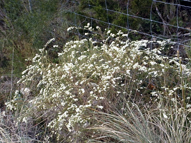 Symphyotrichum ericoides var. ericoides (White heath aster) #4952