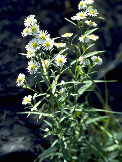 Symphyotrichum lanceolatum ssp. lanceolatum (White panicle aster) #5009