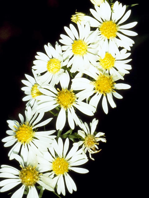 Symphyotrichum lanceolatum ssp. lanceolatum (White panicle aster) #5010