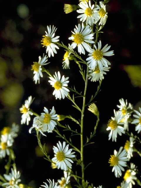 Symphyotrichum lanceolatum ssp. lanceolatum (White panicle aster) #5011