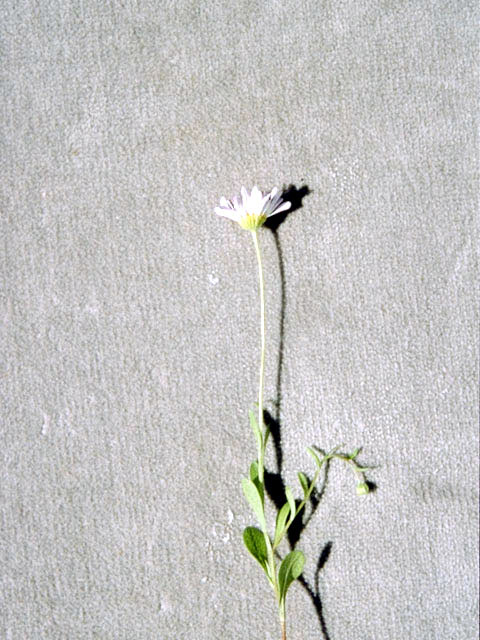 Astranthium integrifolium (Entireleaf western daisy) #5024