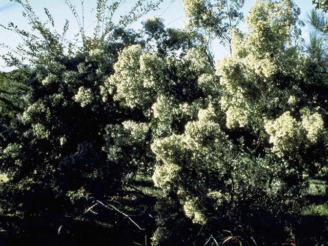 Baccharis halimifolia (Groundseltree) #5031