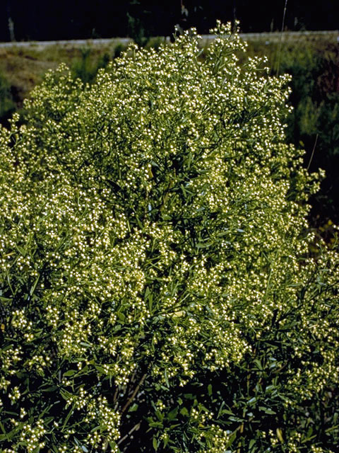 Baccharis halimifolia (Groundseltree) #5032