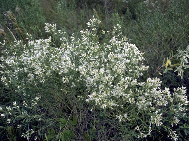Baccharis halimifolia (Groundseltree) #5033