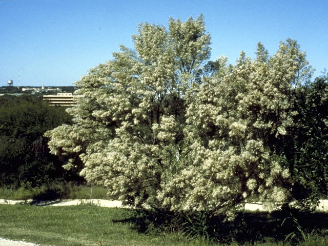 Baccharis neglecta (False willow) #5038
