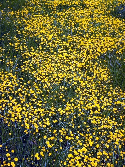 Lasthenia californica (California goldfields) #5039