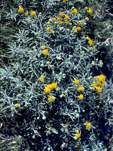 Picradeniopsis woodhousei (Woodhouse's bahia) #5048
