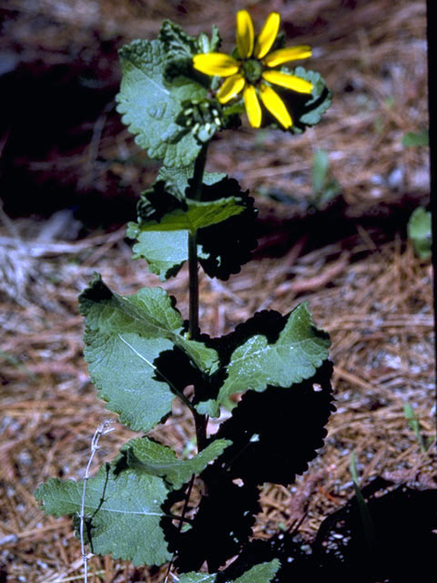 Berlandiera betonicifolia (Texas greeneyes) #5071