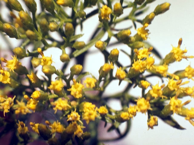 Bigelowia nudata (Pineland rayless goldenrod) #5116