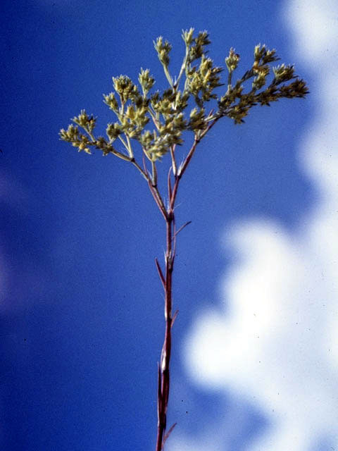 Paronychia virginica (Whitlow-wort) #5118