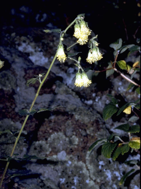 Brickellia grandiflora (Tasselflower brickellbush) #5130