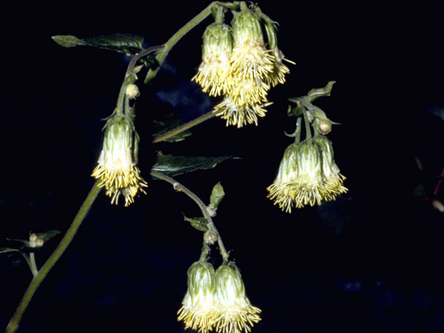 Brickellia grandiflora (Tasselflower brickellbush) #5131