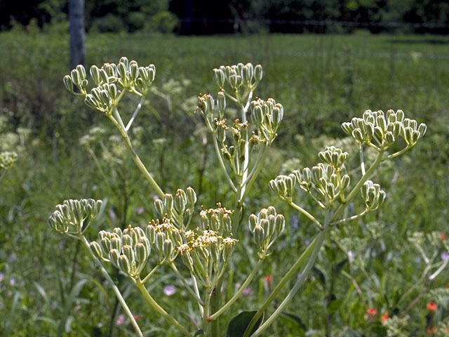Arnoglossum plantagineum (Groovestem indian plantain) #5134