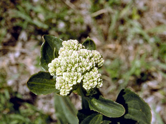 Arnoglossum plantagineum (Groovestem indian plantain) #5137