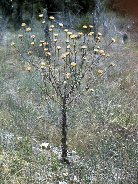 Centaurea americana (American basket-flower) #5153