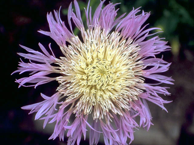 Centaurea americana (American basket-flower) #5158