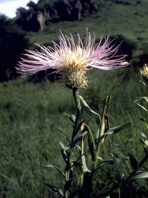 Centaurea americana (American basket-flower) #5159