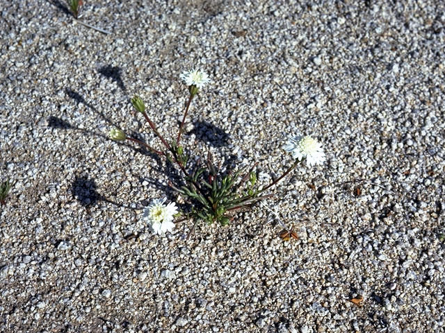 Chaenactis carphoclinia (Pebble pincushion) #5177
