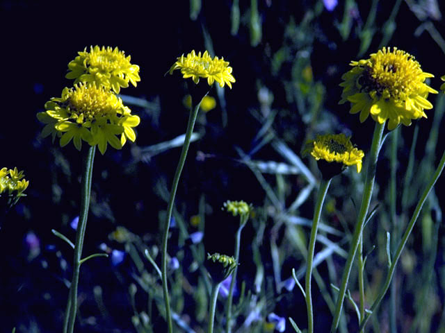 Chaenactis glabriuscula (Yellow pincushion) #5180