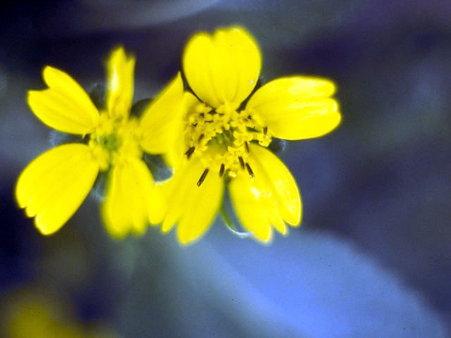 Chrysogonum virginianum (Green and gold) #5212