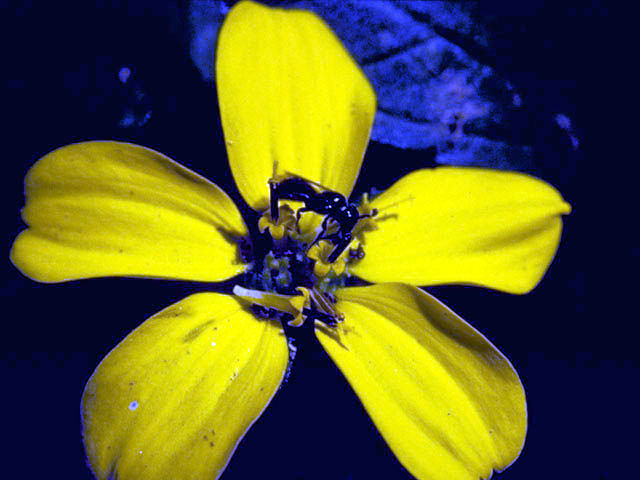 Chrysogonum virginianum (Green and gold) #5213