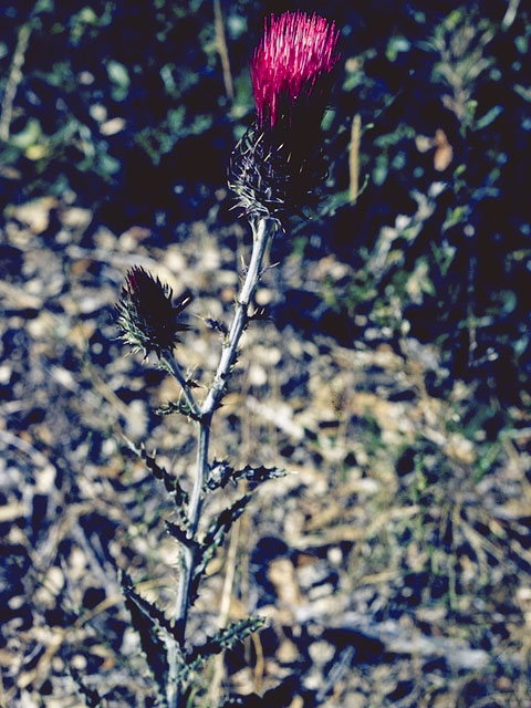 Cirsium occidentale var. occidentale (Cobwebby thistle) #5242