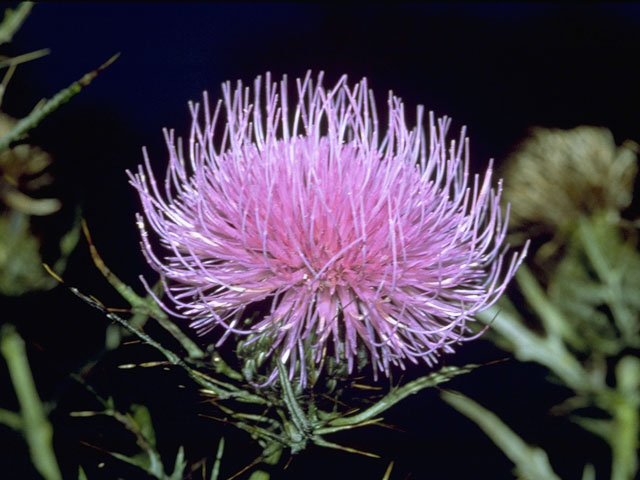 Cirsium discolor (Field thistle) #5247