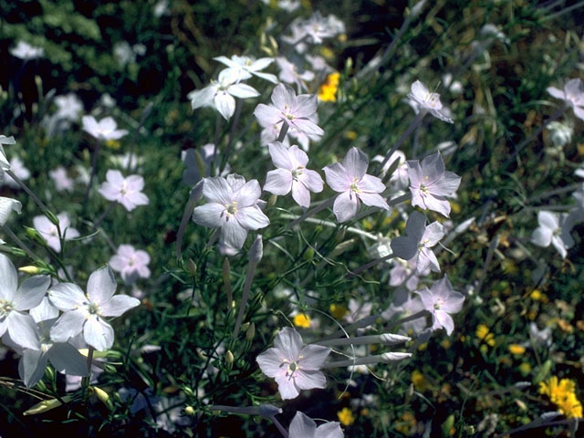 Ipomopsis longiflora (Flaxflowered ipomopsis) #15286