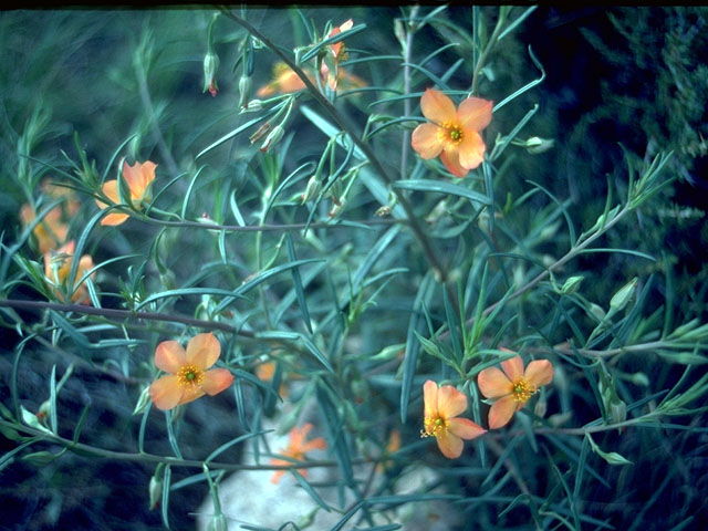 Phemeranthus aurantiacus (Orange flameflower) #15299