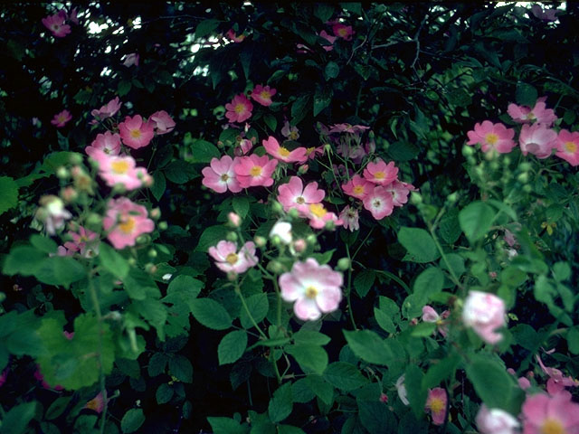 Rosa setigera (Climbing prairie rose) #15314