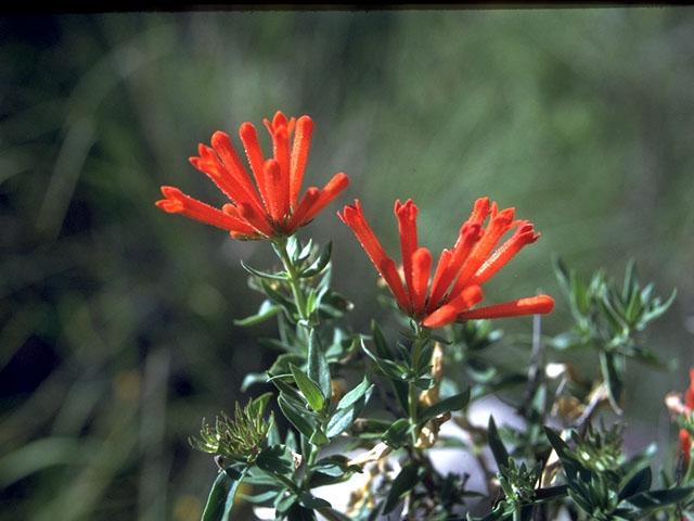 Bouvardia ternifolia (Scarlet bouvardia) #15316