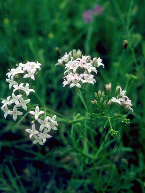 Stenaria nigricans var. nigricans (Diamondflowers) #15318