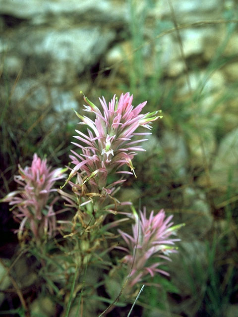 Castilleja sessiliflora (Downy painted cup) #15327