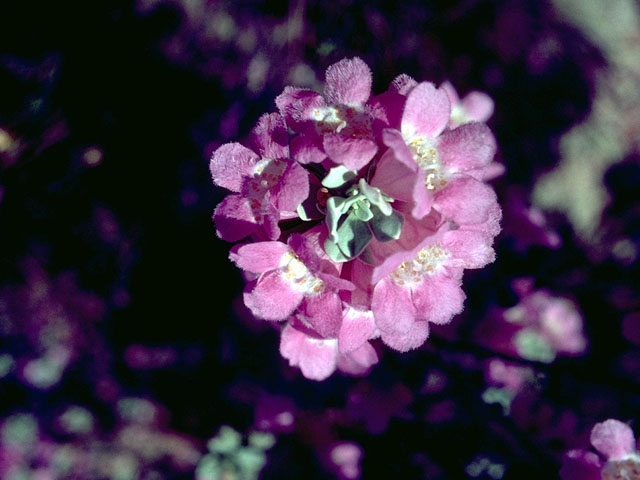 Leucophyllum frutescens (Cenizo) #15328