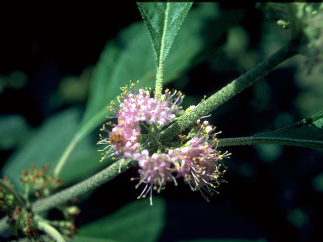 Callicarpa americana (American beautyberry ) #15354