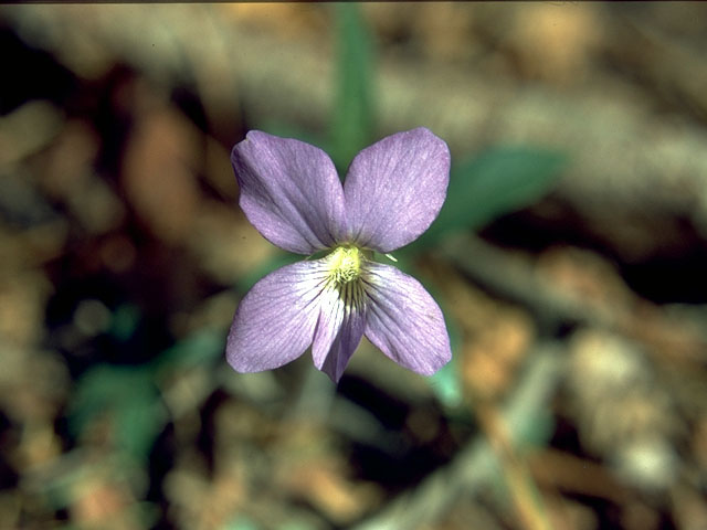 Viola affinis (Sand violet) #15361