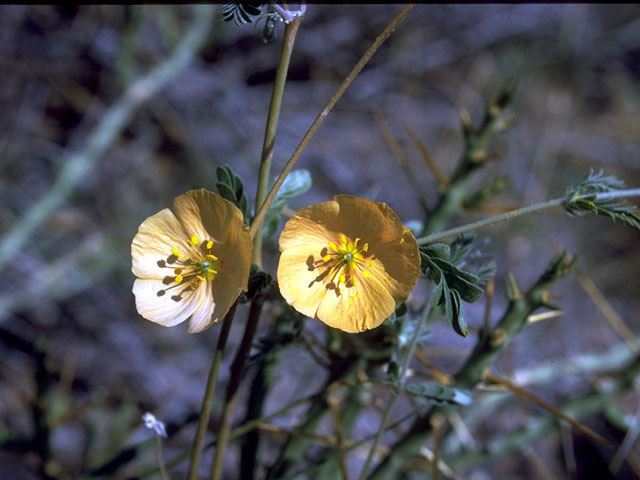 Kallstroemia grandiflora (Arizona poppy) #15362
