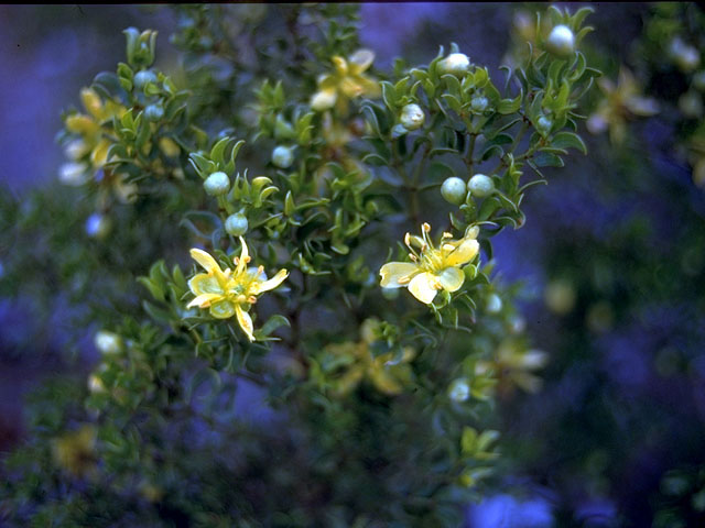 Larrea tridentata (Creosote bush) #15363