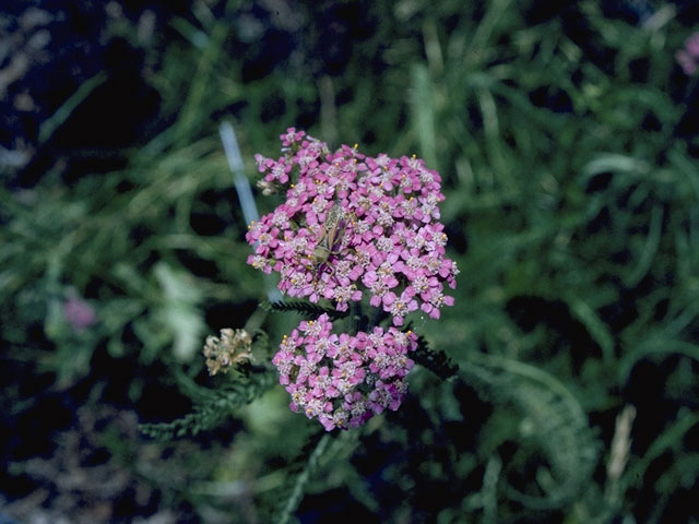 Achillea millefolium (Common yarrow) #5306