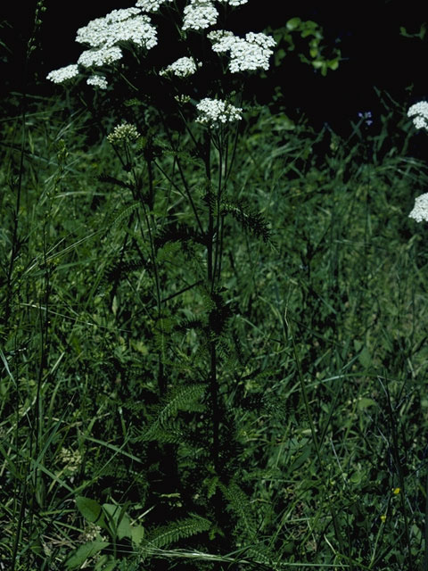 Achillea millefolium (Common yarrow) #5310