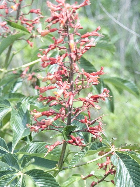 Aesculus pavia (Scarlet buckeye ) #5316