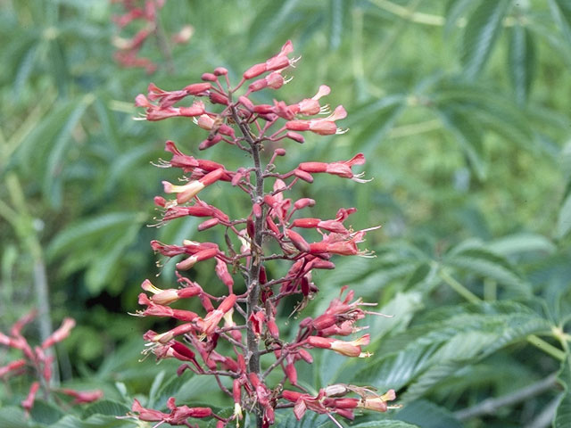 Aesculus pavia (Red buckeye) #5317