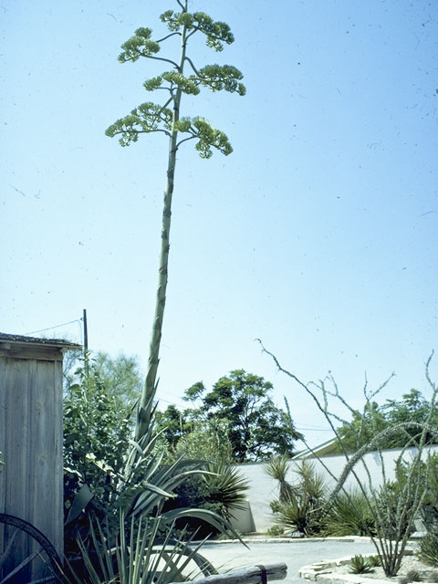 Agave americana (American century plant) #5322