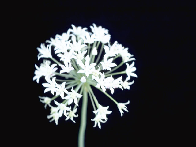 Allium canadense (Meadow garlic) #5325
