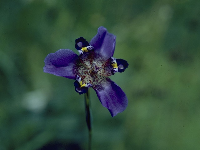 Alophia drummondii (Propeller flower) #5331