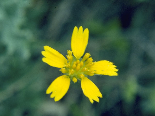 Amblyolepis setigera (Huisache daisy) #5334
