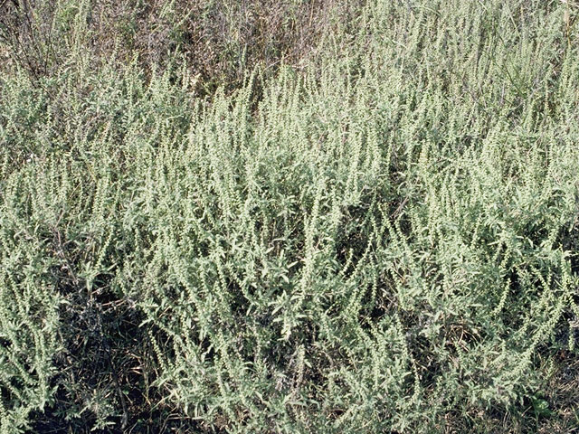 Ambrosia psilostachya (Cuman ragweed) #5336
