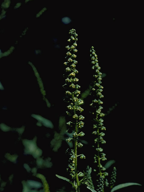 Ambrosia trifida (Great ragweed) #5337