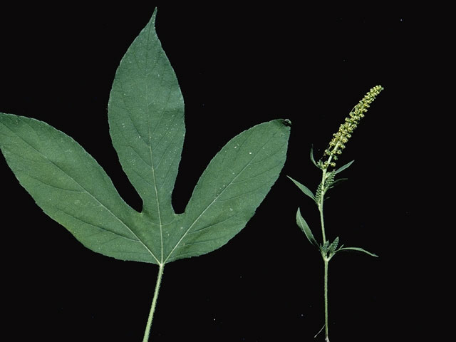 Ambrosia trifida (Great ragweed) #5339