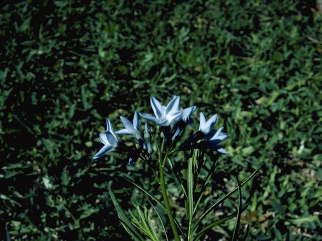 Amsonia ciliata (Fringed bluestar) #5346